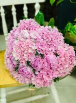 IMG_5234.jpg